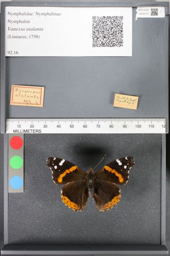 Media type: image;   Entomology 92701